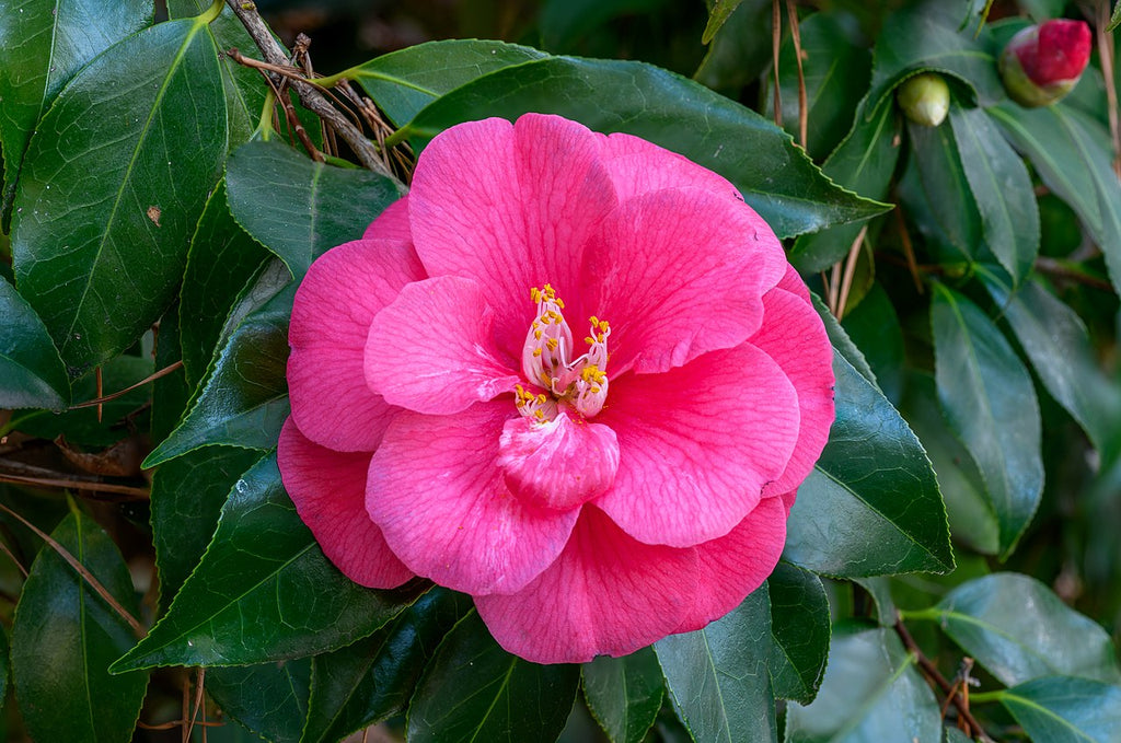 Winter bloomers