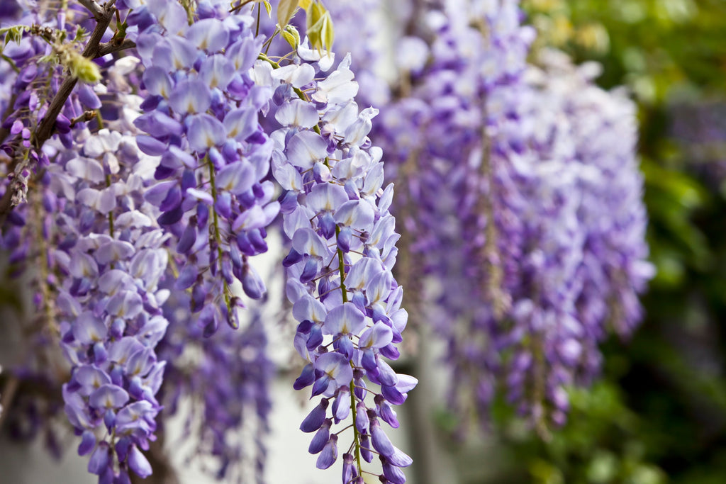 December Garden Tips