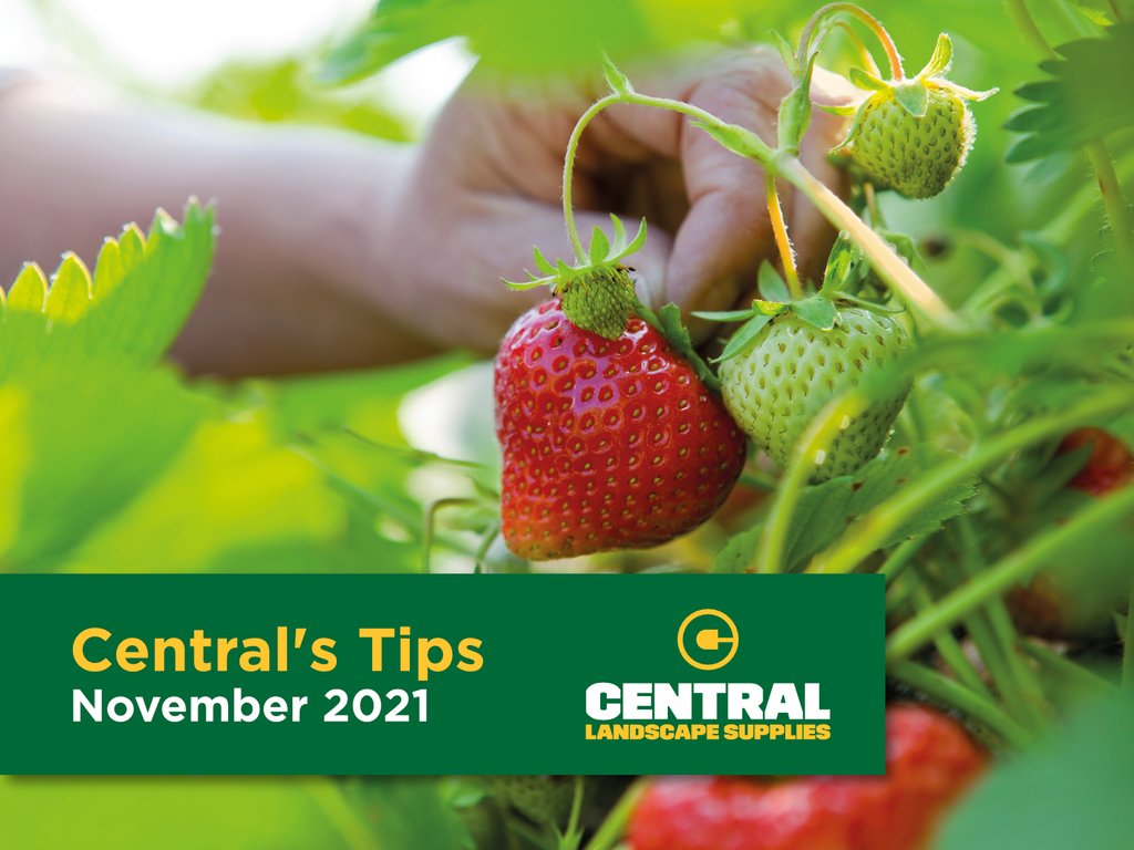 Central's Tips November 2021
