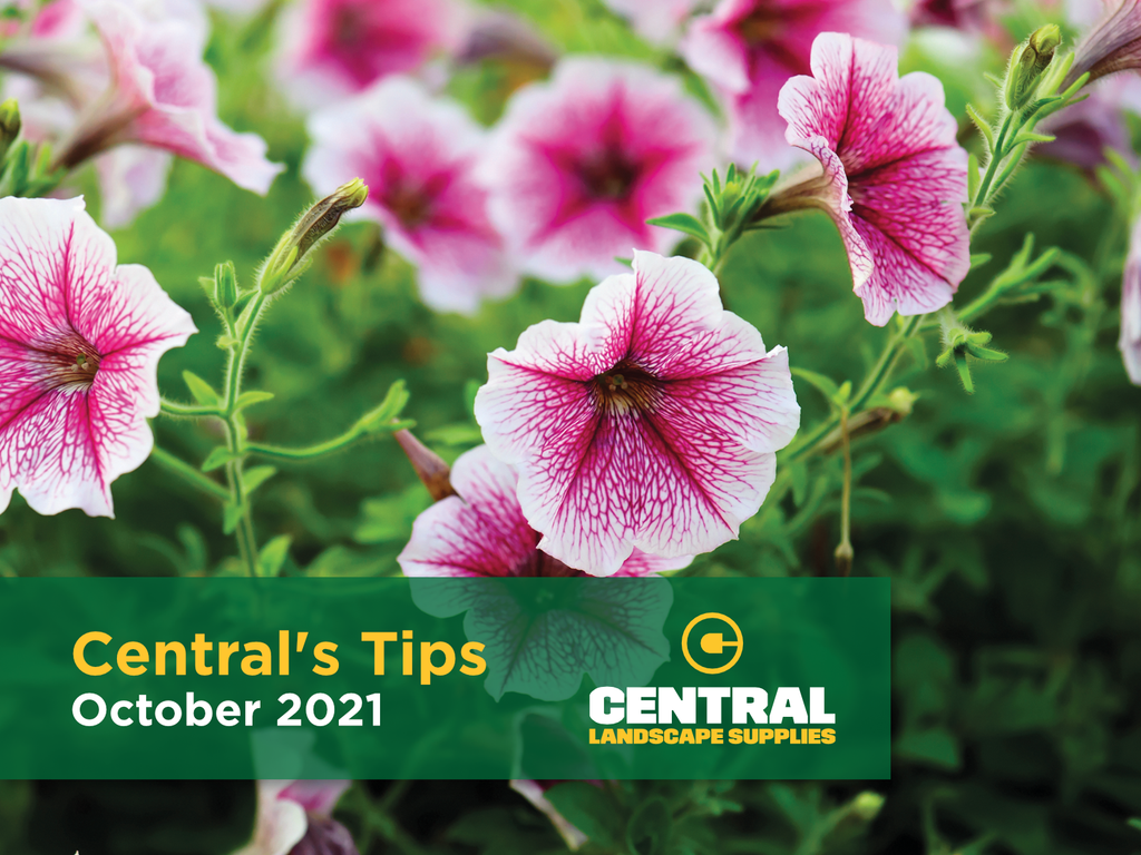 Centrals Tips - October 2021