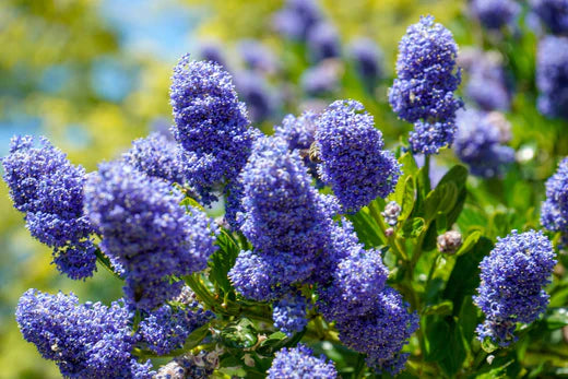 Garden Tips for September