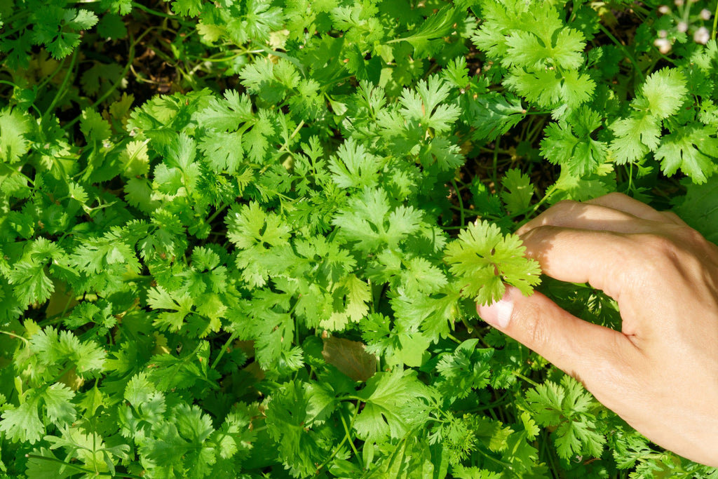 Garden Tips for September