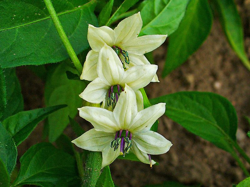 October Garden Tips
