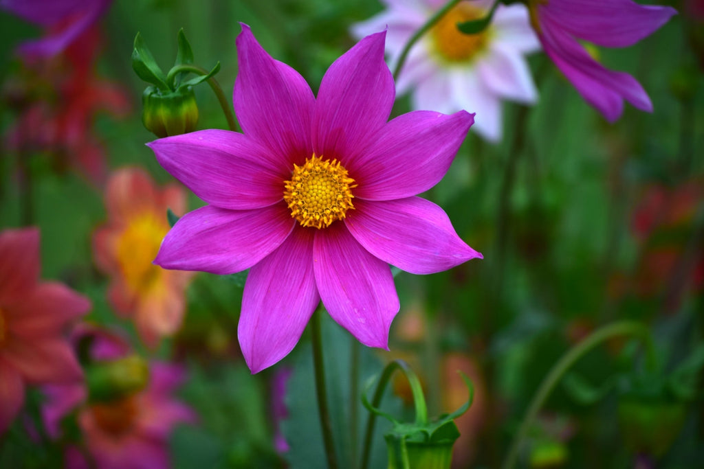 September Garden Tips
