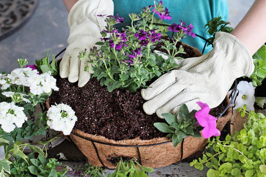 Garden tips for November