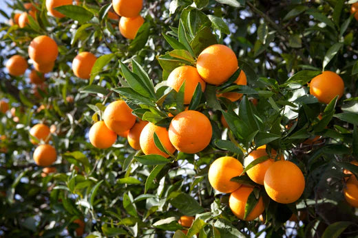 Garden tips for April