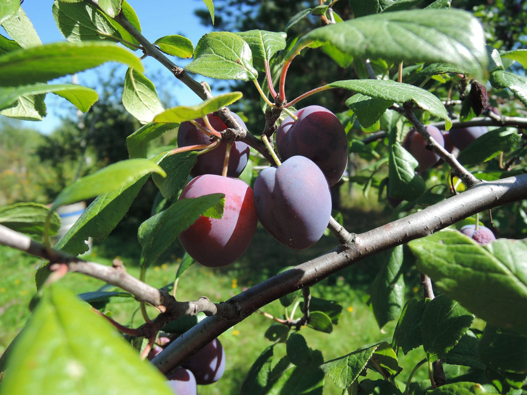 February Garden Tips