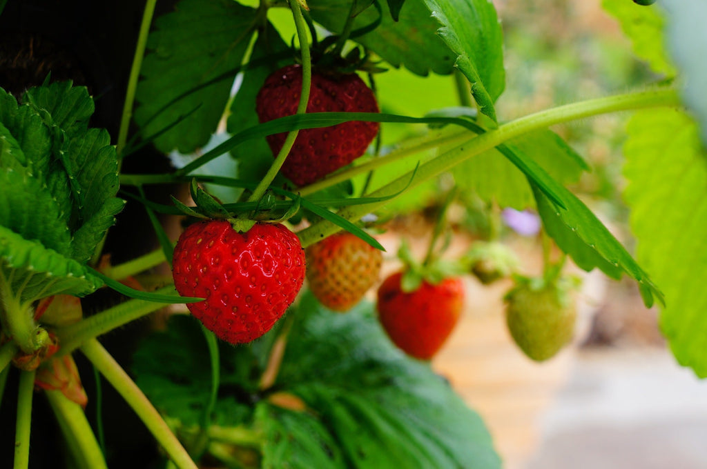 November Garden Tips