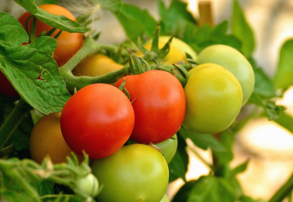 January Garden Tips