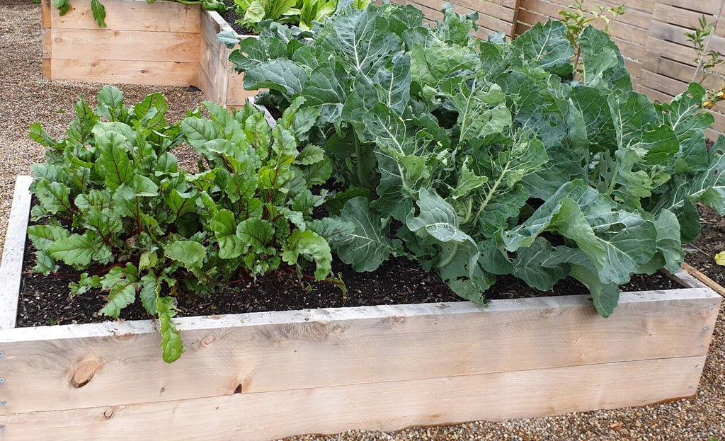 Macrocarpa Sleepers 2100 x 200 x 50mm